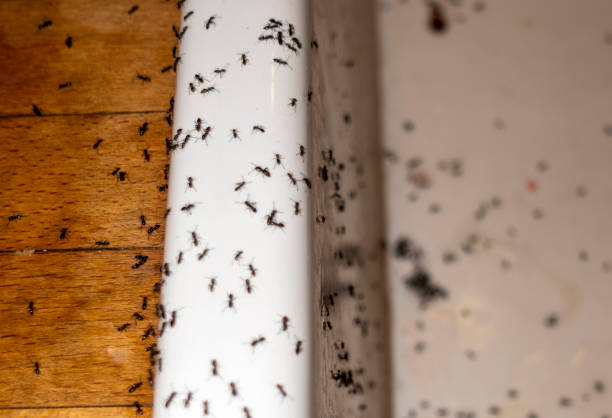 Best Affordable Pest Control Services  in Prichard, AL